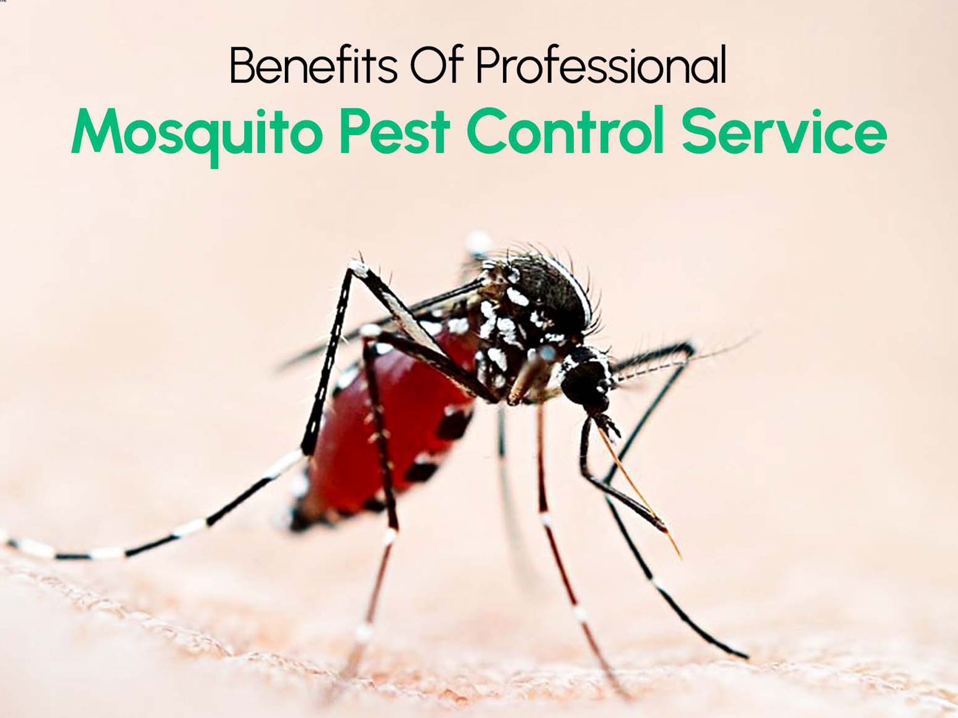 Chicago pest control services